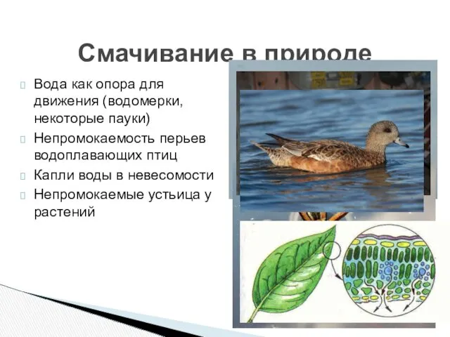 Смачивание в природе Вода как опора для движения (водомерки, некоторые