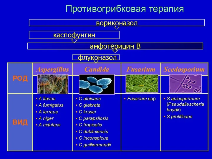 Противогрибковая терапия каспофунгин вориконазол флуконазол амфотерицин В