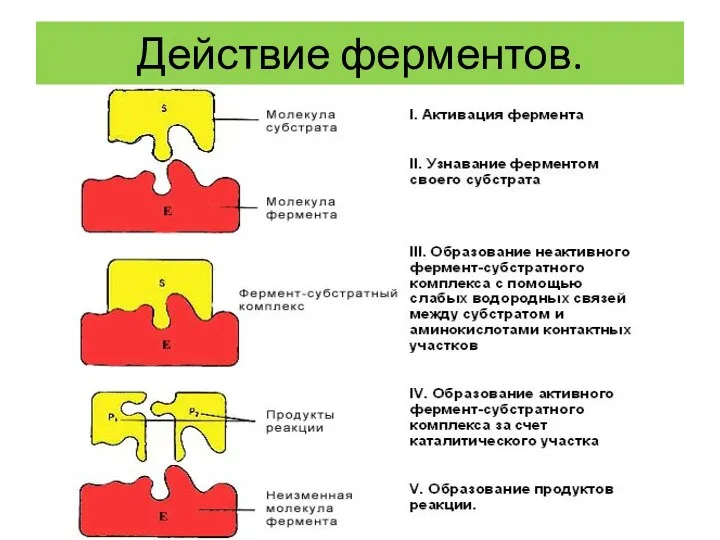 Действие ферментов.