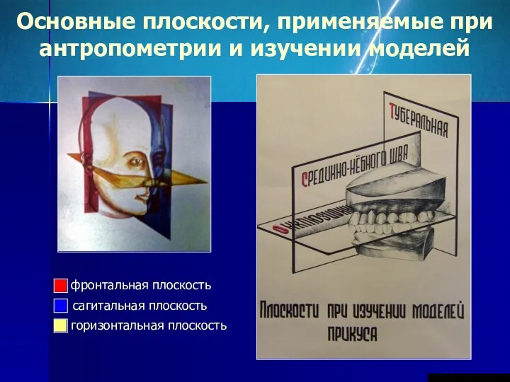 фронтальная плоскость сагитальная плоскость горизонтальная плоскость Основные плоскости, применяемые при антропометрии и изучении моделей