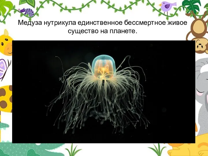 Медуза нутрикула единственное бессмертное живое существо на планете.