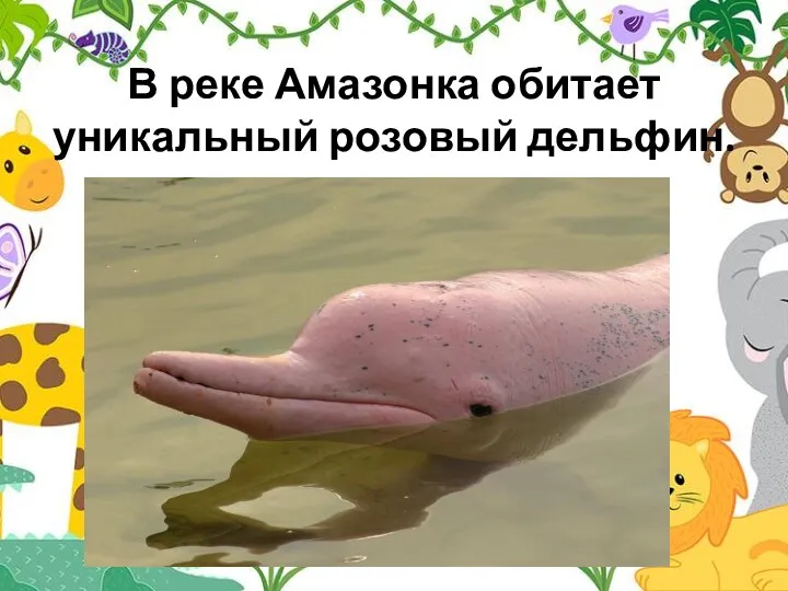 В реке Амазонка обитает уникальный розовый дельфин.