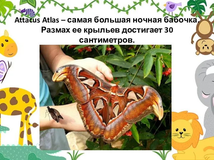 Attacus Atlas – самая большая ночная бабочка. Размах ее крыльев достигает 30 сантиметров.