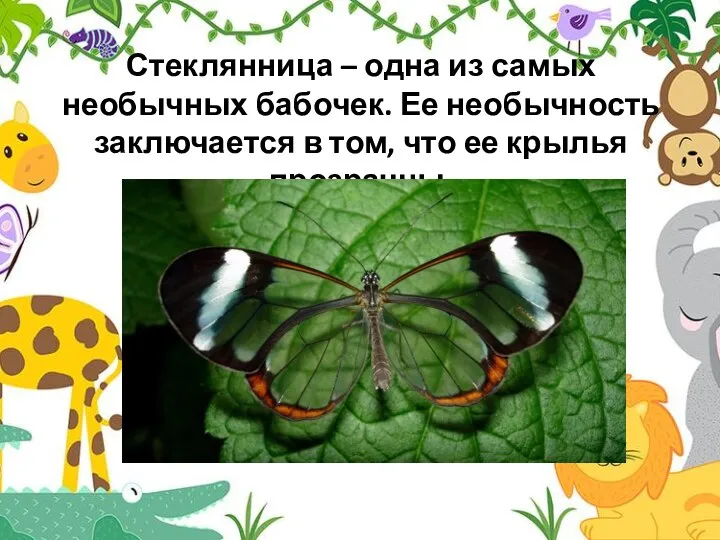 Стеклянница – одна из самых необычных бабочек. Ее необычность заключается в том, что ее крылья прозрачны.