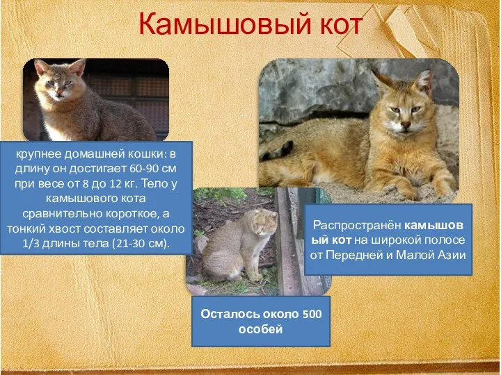 Камышовый кот крупнее домашней кошки: в длину он достигает 60-90