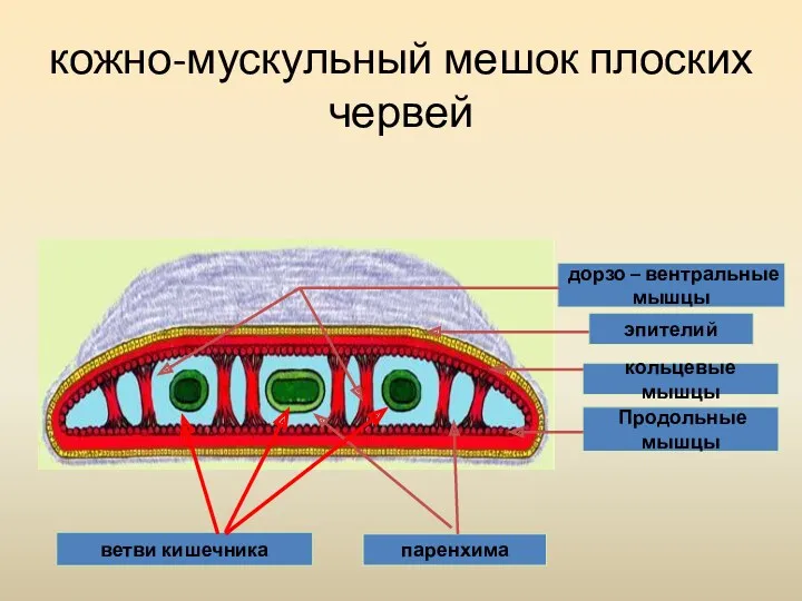 кожно-мускульный мешок плоских червей эпителий кольцевые мышцы Продольные мышцы паренхима ветви кишечника дорзо – вентральные мышцы