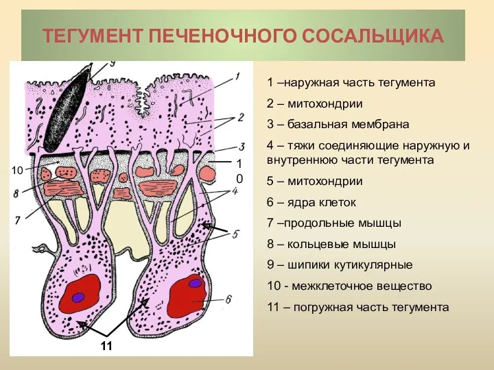 ТЕГУМЕНТ ПЕЧЕНОЧНОГО СОСАЛЬЩИКА 1 –наружная часть тегумента 2 – митохондрии