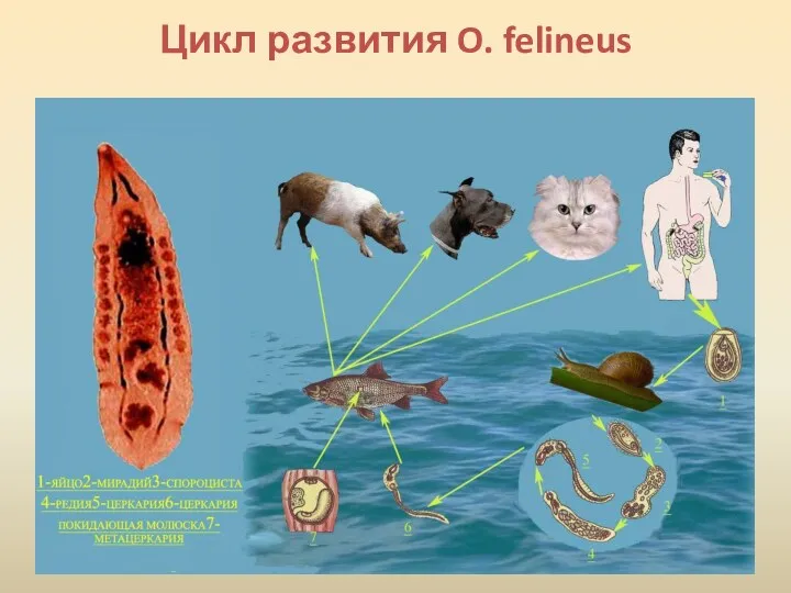 Цикл развития O. felineus