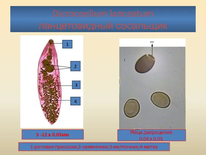 Dicrocoelium lanceatum ланцетовидный сосальщик 1 2 3 4 1-ротовая присоска;2-семенники;3-желточник;4-матка