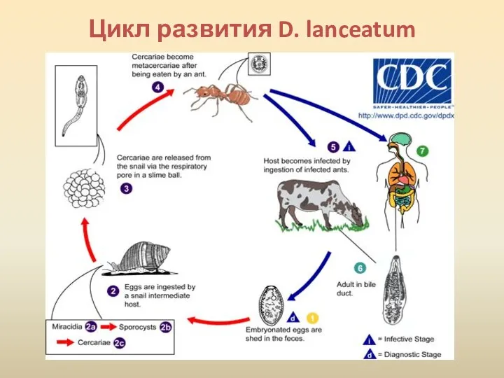 Цикл развития D. lanceatum