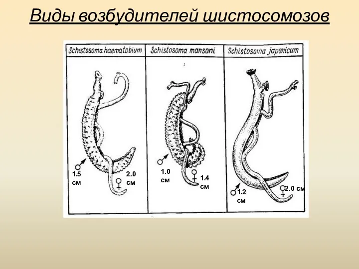 Виды возбудителей шистосомозов 1.5см 1.4 см 2.0 см 1.2см 1.0см 2.0 см
