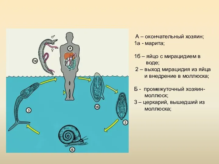 А – окончательный хозяин; 1а - марита; 1б – яйцо