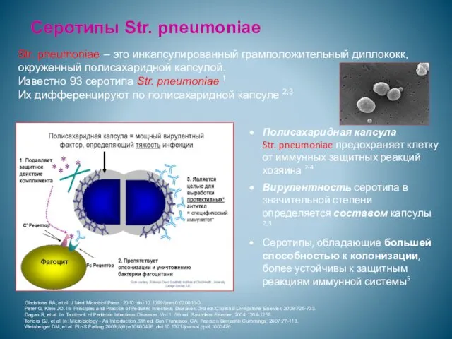 Серотипы Str. pneumoniae Str. pneumoniae – это инкапсулированный грамположительный диплококк,