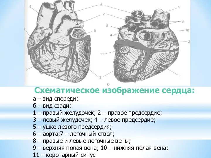 Схематическое изображение сердца: а – вид спереди; б – вид сзади; 1 –