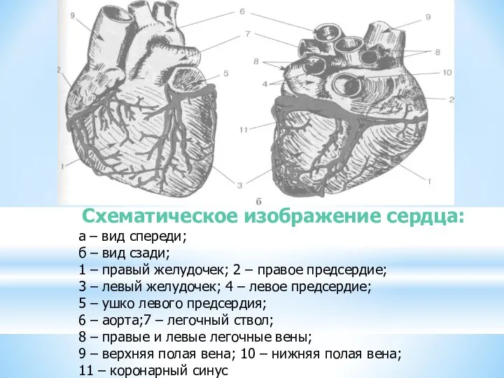 Схематическое изображение сердца: а – вид спереди; б – вид