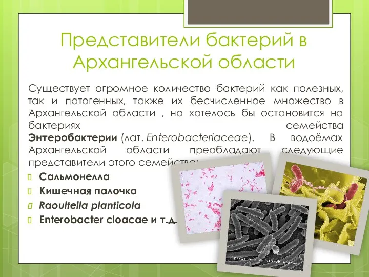Представители бактерий в Архангельской области Существует огромное количество бактерий как полезных, так и