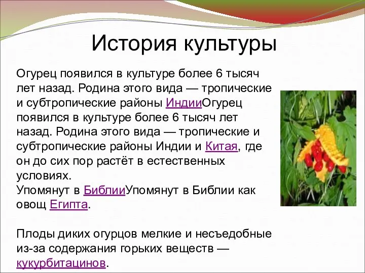 Огурец появился в культуре более 6 тысяч лет назад. Родина