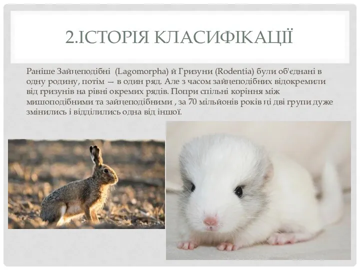 2.ІСТОРІЯ КЛАСИФІКАЦІЇ Раніше Зайцеподібні (Lagomorpha) й Гризуни (Rodentia) були об'єднані