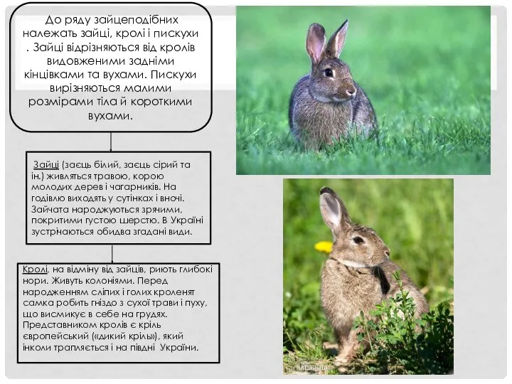 До ряду зайцеподібних належать зайці, кролі і пискухи. Зайці відрізняються