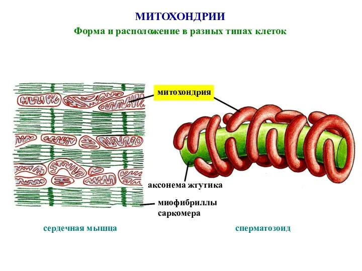 МИТОХОНДРИИ Форма и расположение в разных типах клеток сердечная мышца сперматозоид митохондрия аксонема жгутика миофибриллы саркомера