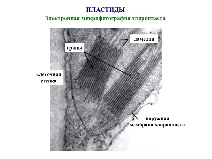 ПЛАСТИДЫ Электронная микрофотография хлоропласта граны клеточная стенка наружная мембрана хлоропласта ламелла