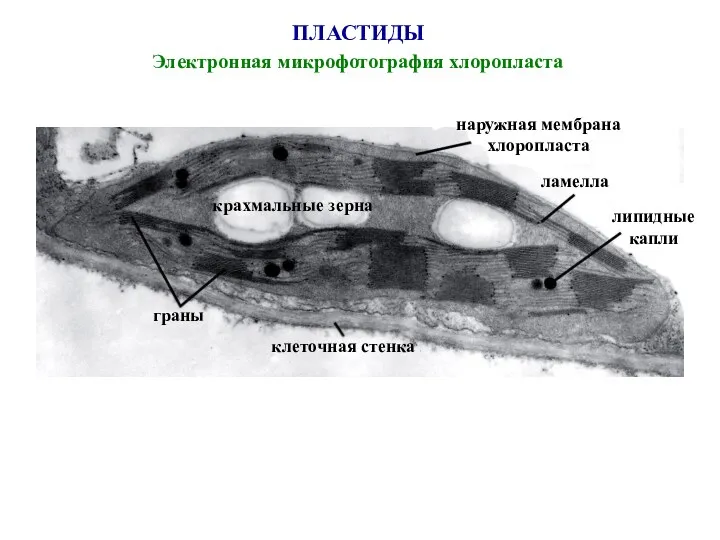 ПЛАСТИДЫ Электронная микрофотография хлоропласта крахмальные зерна клеточная стенка граны липидные капли наружная мембрана хлоропласта ламелла