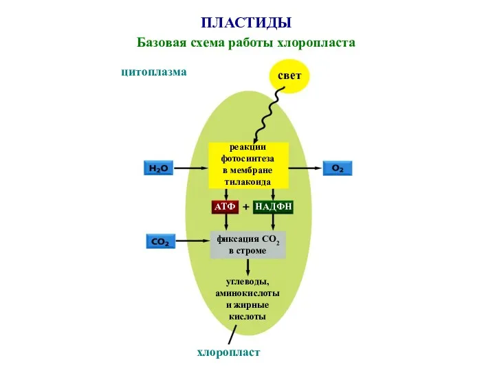 ПЛАСТИДЫ Базовая схема работы хлоропласта свет цитоплазма хлоропласт реакции фотосинтеза