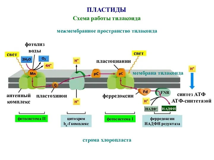 ПЛАСТИДЫ Схема работы тилакоида свет свет строма хлоропласта межмембранное пространство