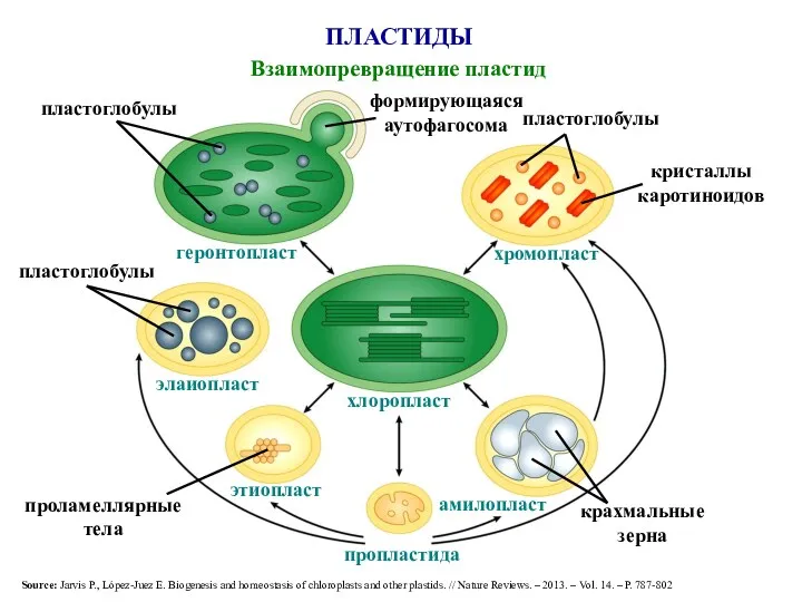 ПЛАСТИДЫ Взаимопревращение пластид пропластида хлоропласт хромопласт амилопласт этиопласт геронтопласт элаиопласт