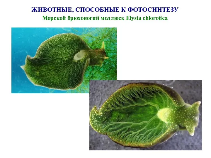 ЖИВОТНЫЕ, СПОСОБНЫЕ К ФОТОСИНТЕЗУ Морской брюхоногий моллюск Elysia chlorotica