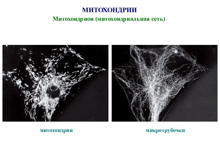 МИТОХОНДРИИ Митохондрион (митохондриальная сеть) митохондрии микротрубочки