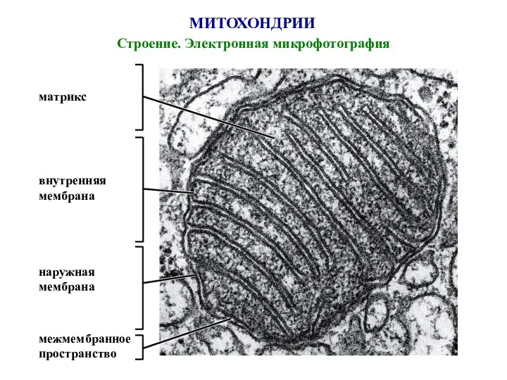 МИТОХОНДРИИ Строение. Электронная микрофотография матрикс внутренняя мембрана наружная мембрана межмембранное пространство