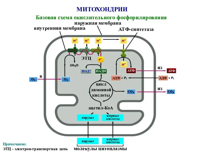 МИТОХОНДРИИ Базовая схема окислительного фосфорилирования наружная мембрана внутренняя мембрана молекулы