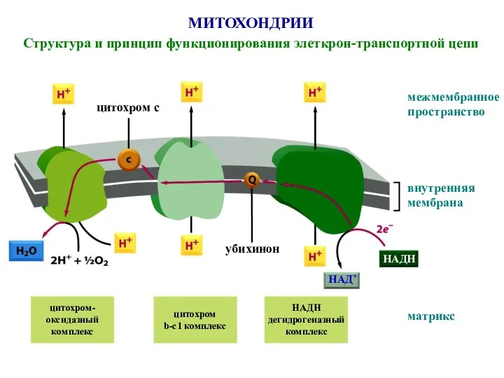 МИТОХОНДРИИ Структура и принцип функционирования элеткрон-транспортной цепи межмембранное пространство внутренняя