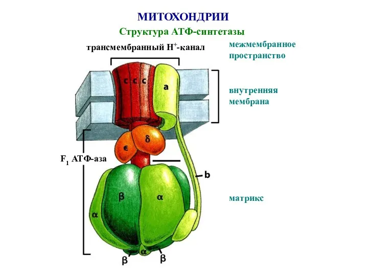 МИТОХОНДРИИ Структура АТФ-синтетазы трансмембранный Н+-канал межмембранное пространство внутренняя мембрана матрикс F1 АТФ-аза