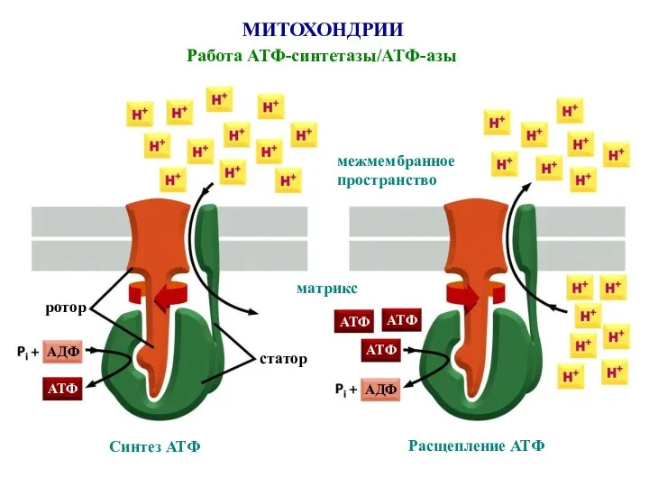 МИТОХОНДРИИ Работа АТФ-синтетазы/АТФ-азы матрикс межмембранное пространство ротор статор Синтез АТФ