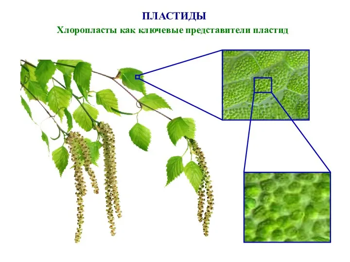 ПЛАСТИДЫ Хлоропласты как ключевые представители пластид