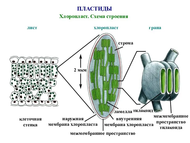 ПЛАСТИДЫ Хлоропласт. Схема строения 2 мкм клеточная стенка наружная мембрана