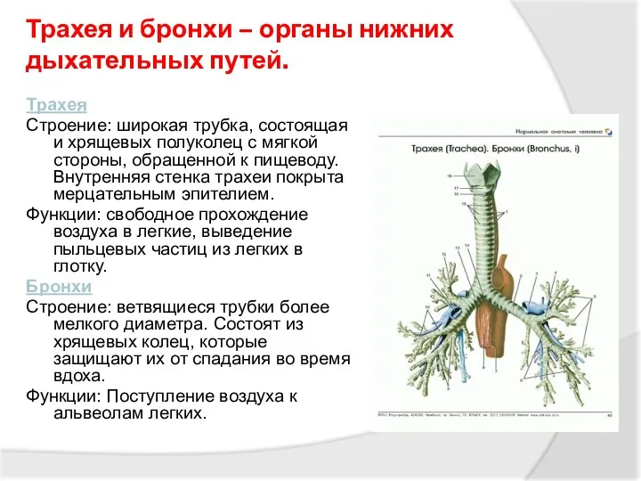 Трахея и бронхи – органы нижних дыхательных путей. Трахея Строение: