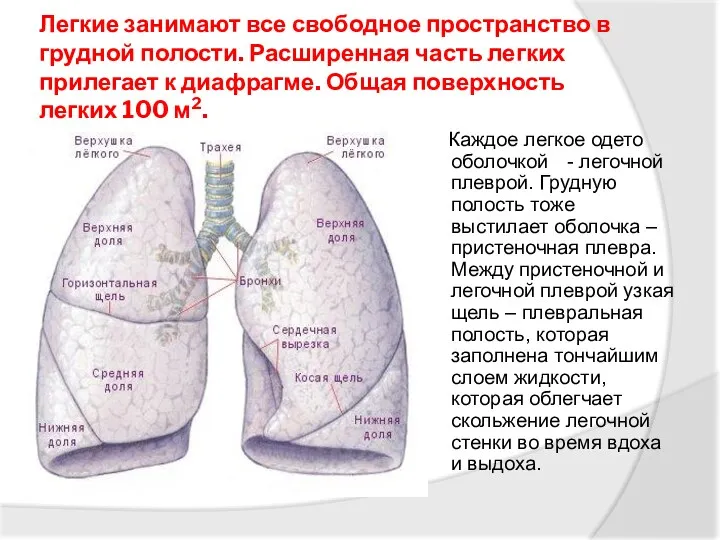 Легкие занимают все свободное пространство в грудной полости. Расширенная часть