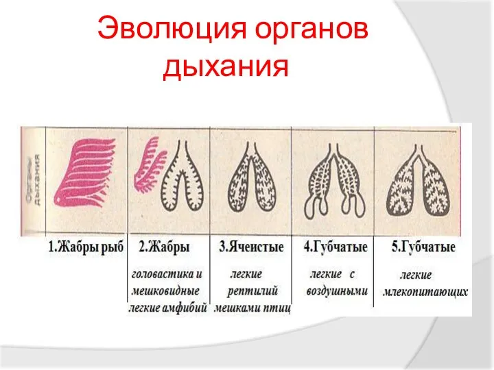 Эволюция органов дыхания