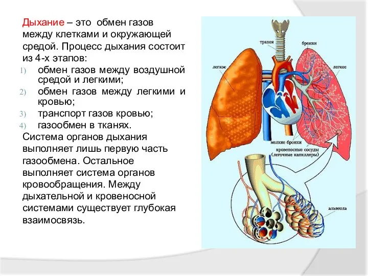 Дыхание – это обмен газов между клетками и окружающей средой.