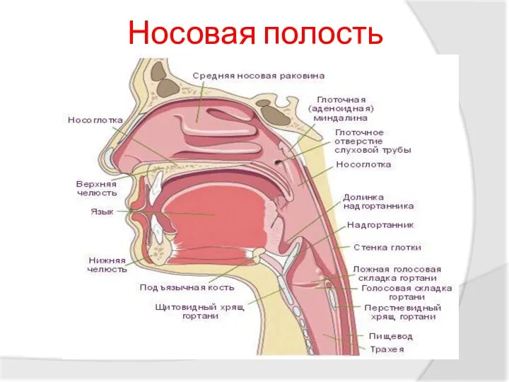 Носовая полость