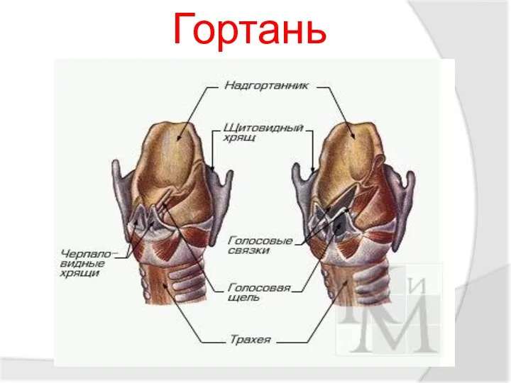 Гортань