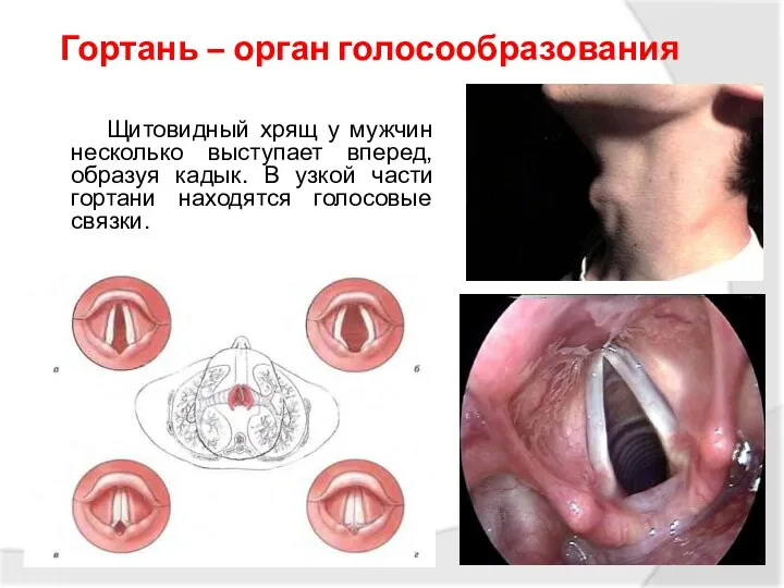 Гортань – орган голосообразования Щитовидный хрящ у мужчин несколько выступает