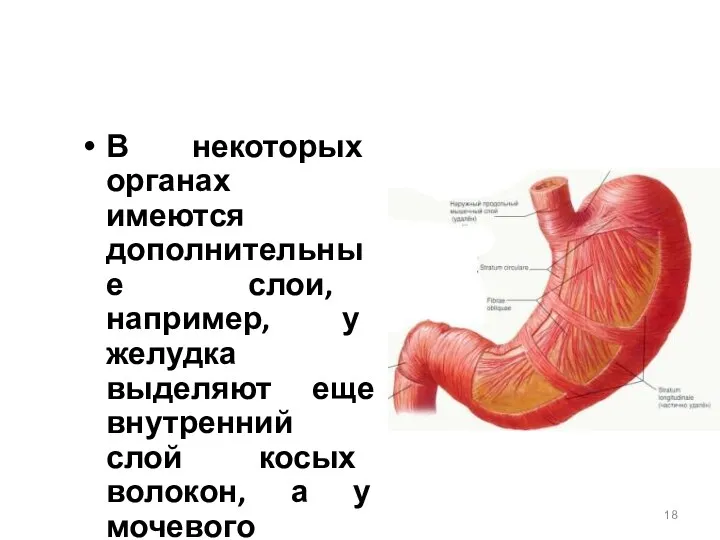 В некоторых органах имеются дополнительные слои, например, у желудка выделяют еще внутренний слой