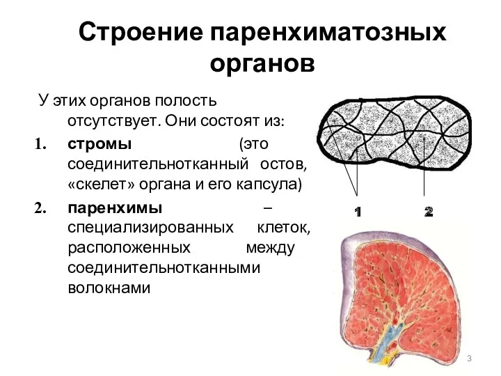 Строение паренхиматозных органов У этих органов полость отсутствует. Они состоят из: стромы (это