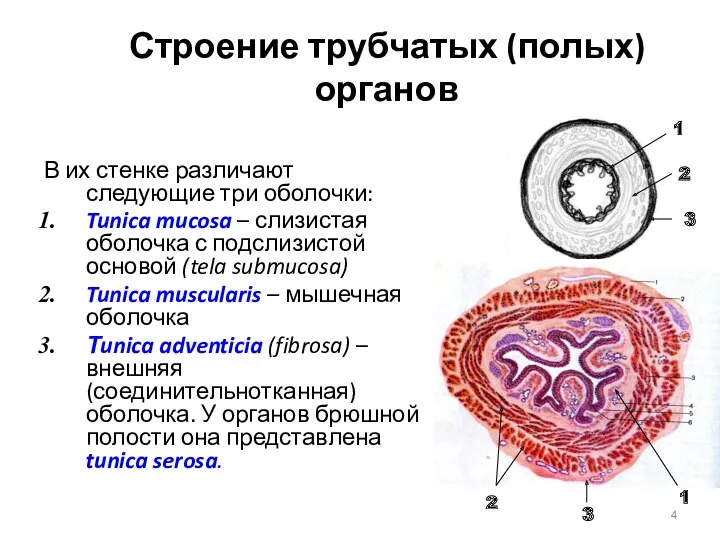 Строение трубчатых (полых) органов В их стенке различают следующие три оболочки: Tunica mucosa