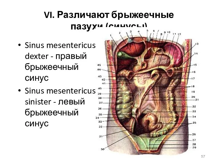 VI. Различают брыжеечные пазухи (синусы) Sinus mesentericus dexter - правый брыжеечный синус Sinus