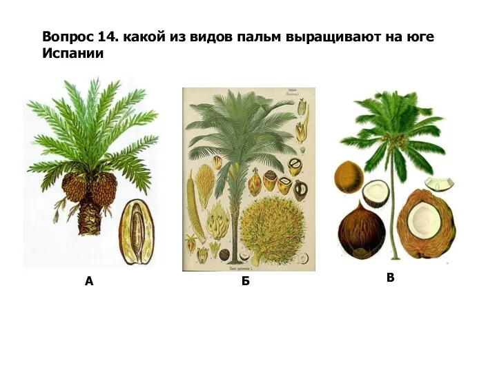 Вопрос 14. какой из видов пальм выращивают на юге Испании А Б В
